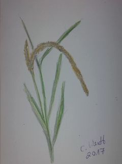 Reispflanze (Bloggröße)